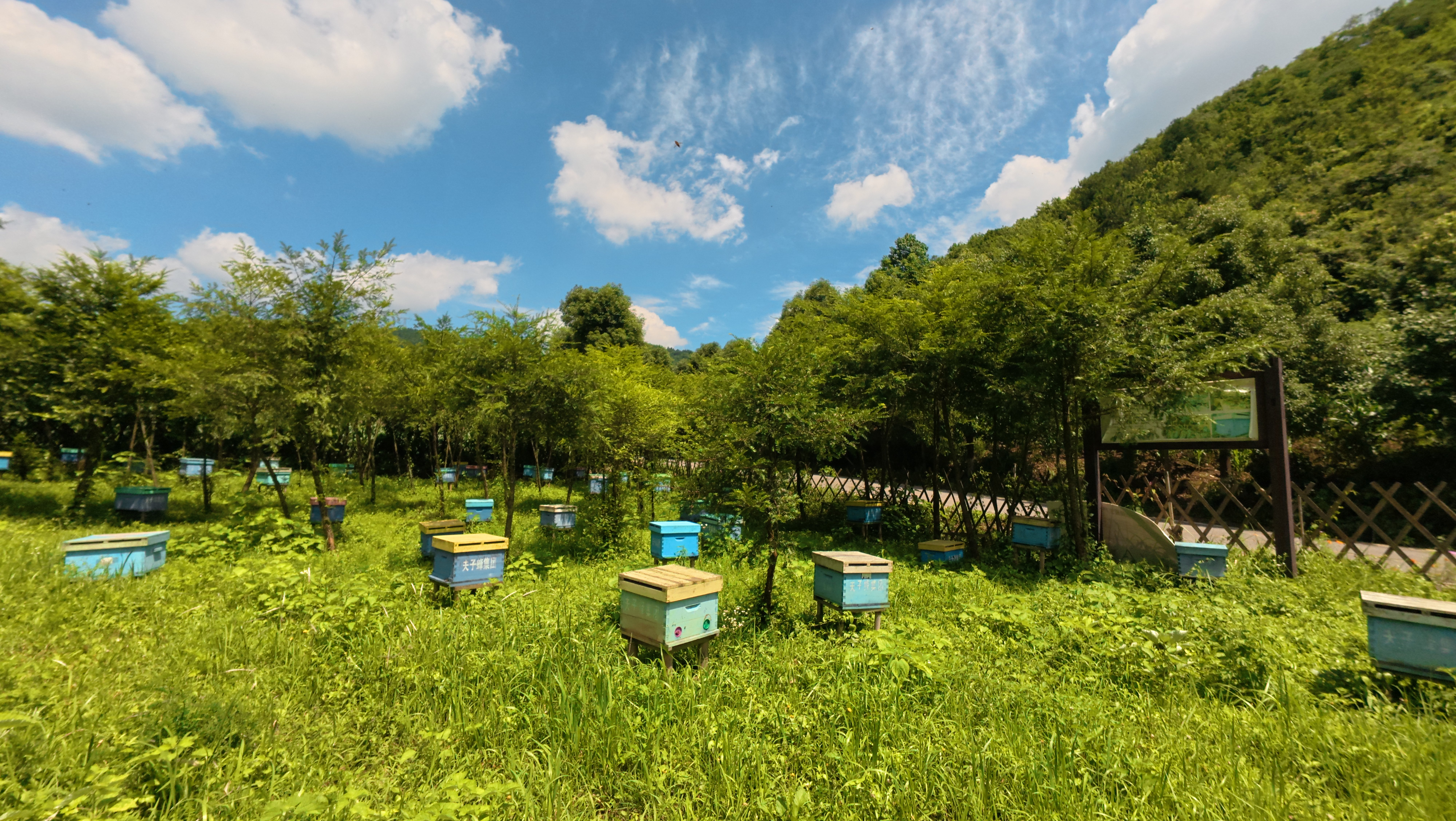 A working CHOBEE apiary in a mountain meadow, beehives scattered through grass and low brush, ridgelines and blue sky behind